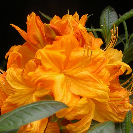 Orange Azalea Mollis