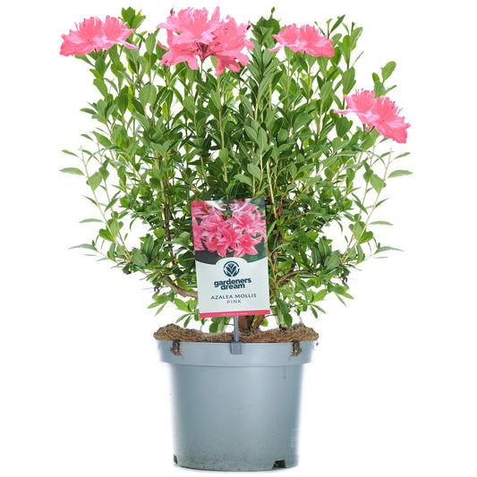 Pink Azalea Mollis