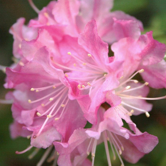 Pink Azalea Mollis