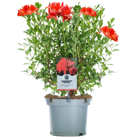 Red Azalea Mollis