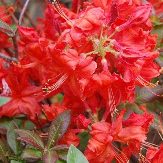 Red Azalea Mollis