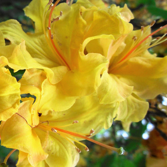 Yellow Azalea Mollis