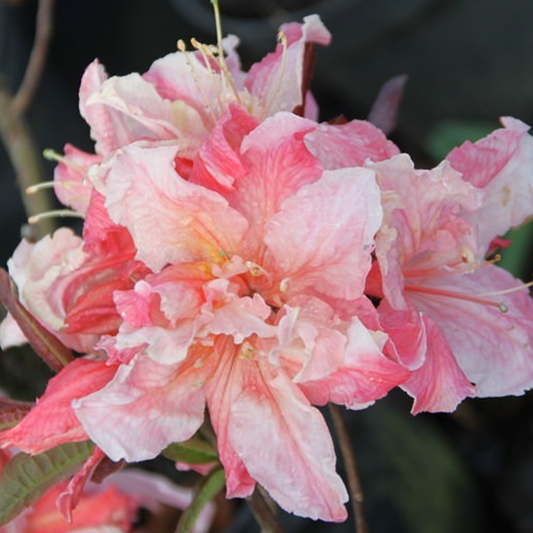 Azalea 'Painted Lady'