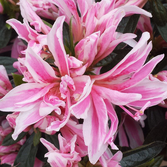 Azalea 'Pink Spider'