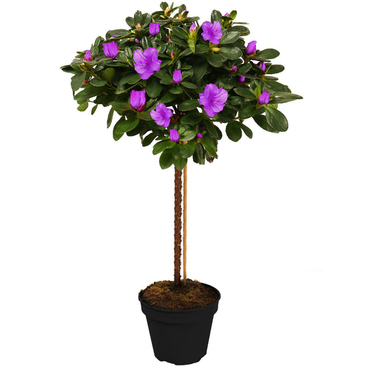 Purple Azalea japonica Patio Tree