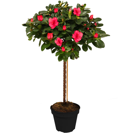 Red Azalea japonica Patio Tree