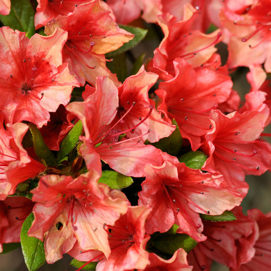 Azalea 'Geisha Orange'