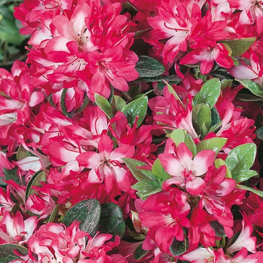 Azalea 'Izumi-no-mai'