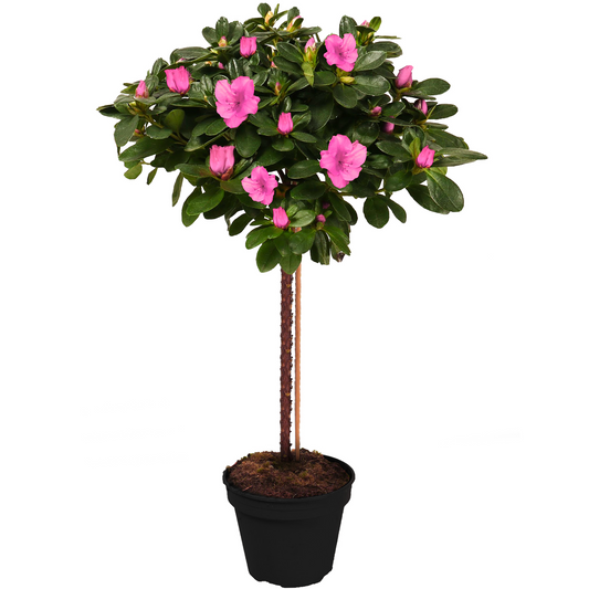 Pink Azalea japonica Patio Tree