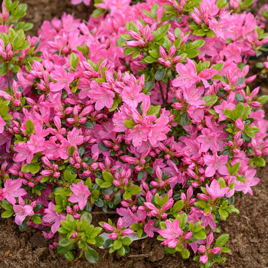 Azalea 'Kermesina'