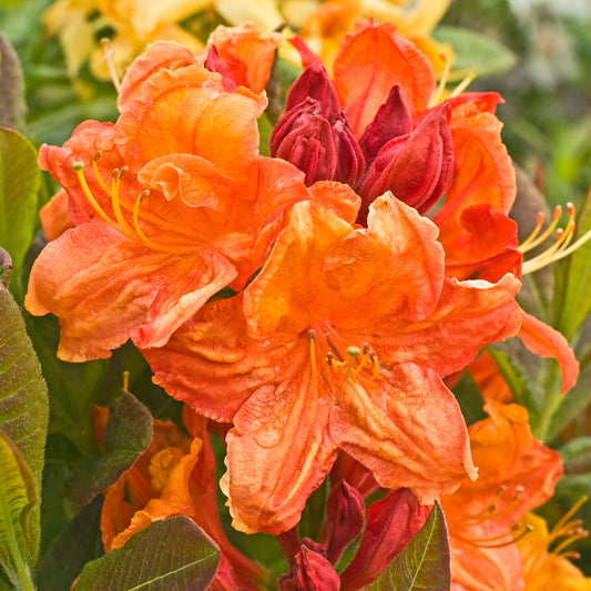 Azalea 'Glowing Embers'