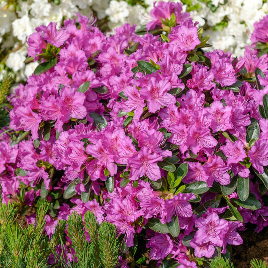 Azalea 'Konigstein'