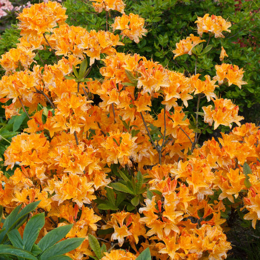 Azalea Orange Mix