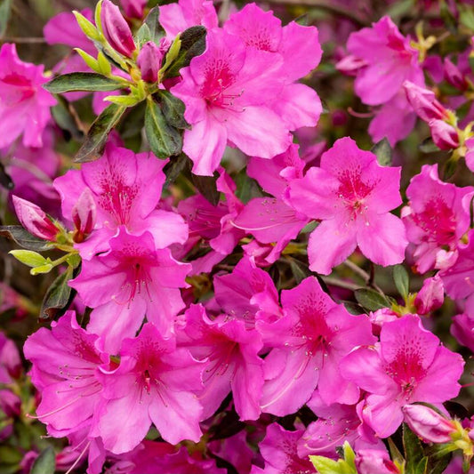 Azalea Pink Mix