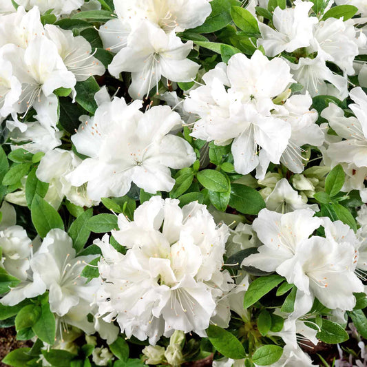 Azalea 'Pleasant White'