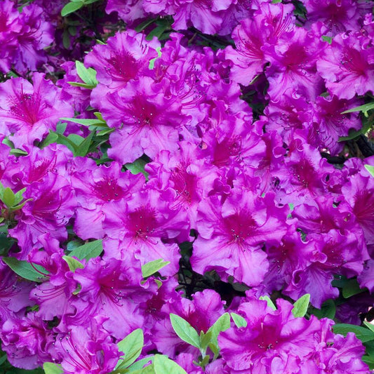 Azalea Purple Mix