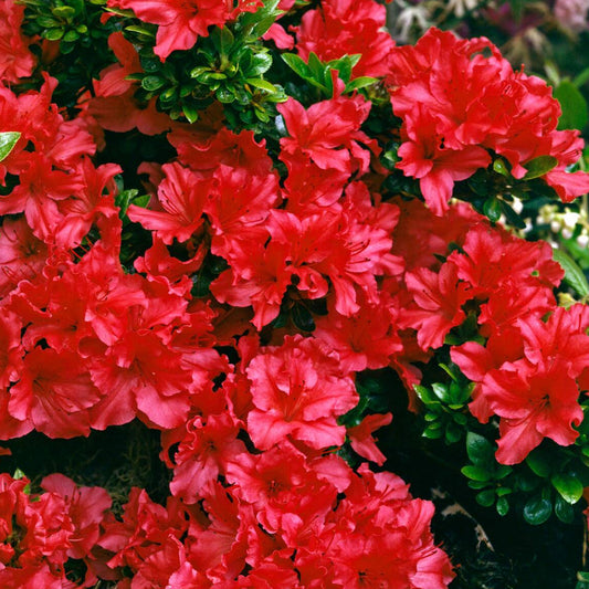 Azalea Red Mix