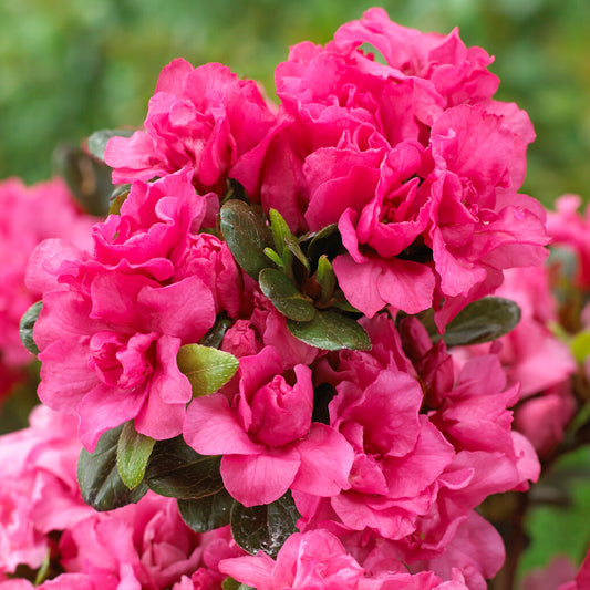 Azalea 'Rokoko'