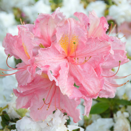 Azalea 'Strawberry Ice'