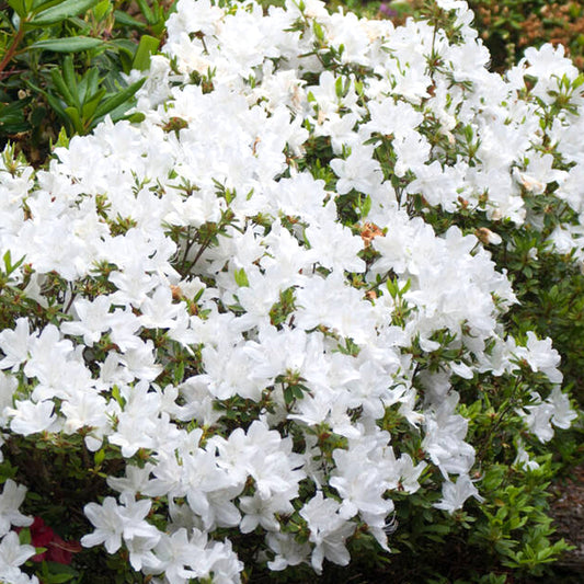 Azalea White Mix