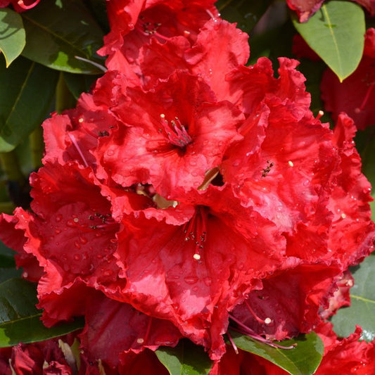 Azalea 'Red'