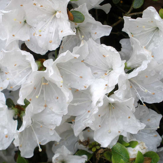 Azalea 'White'