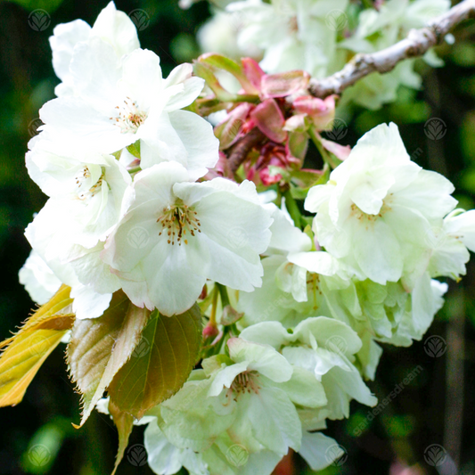 Prunus 'Ukon'