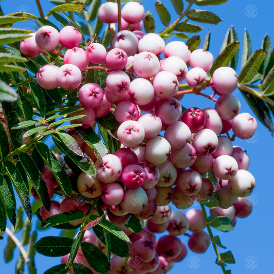 Sorbus hupehensis