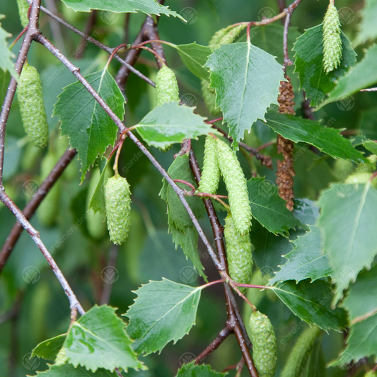 Betula pendula