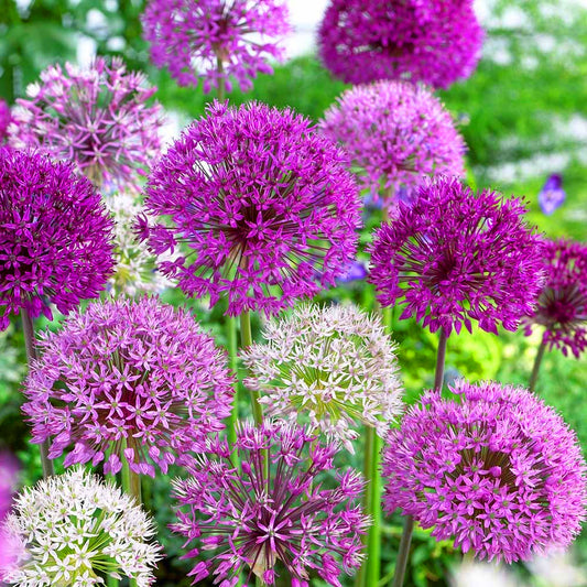 Allium Garden Mix