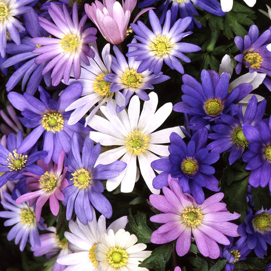 Anemone blanda Garden Mix