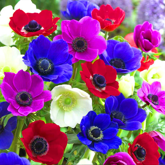 Anemone Coronaria 'De Caen'