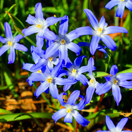 Scilla forbesii