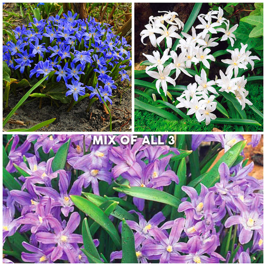 Chionodoxa Garden Mix