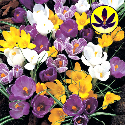 Crocus Large Flowered Garden Mix