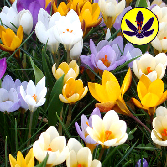 Crocus Species Garden Mix