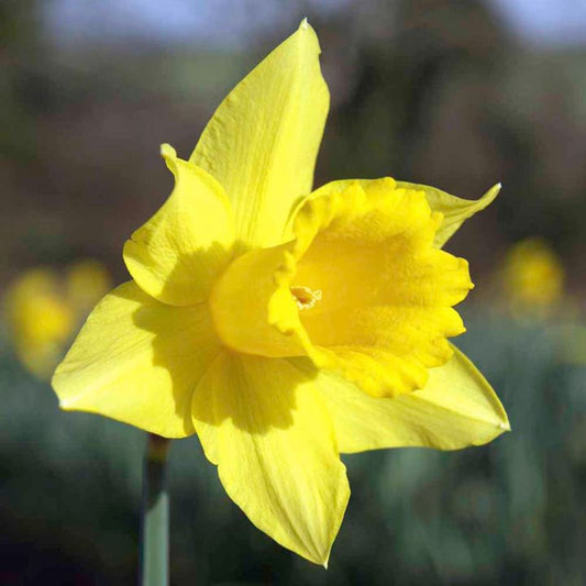 Narcissus 'Golden Trumpet'