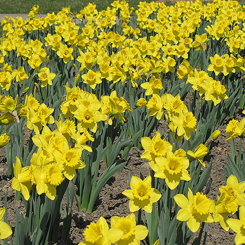 Narcissus 'King Alfred'