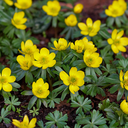 Eranthis hyemalis