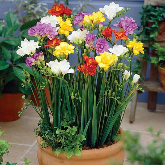 Freesia Double-Flowering Garden Mix