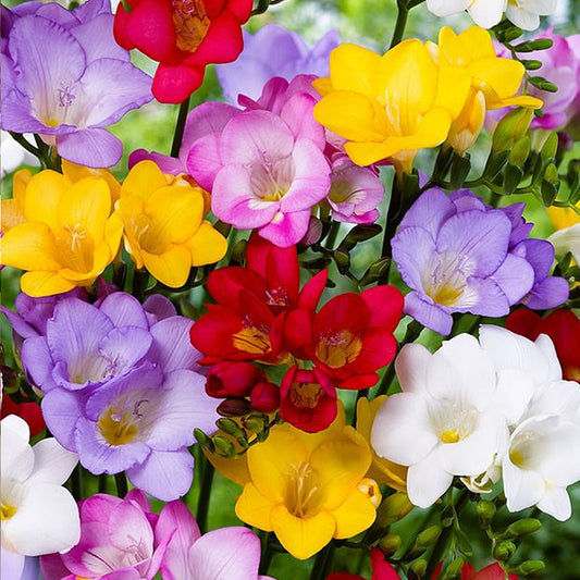 Freesia Single-Flowering Garden Mix