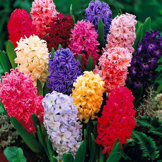 Hyacinth Garden Mix