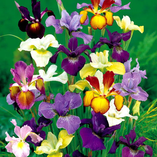 Iris hollandica