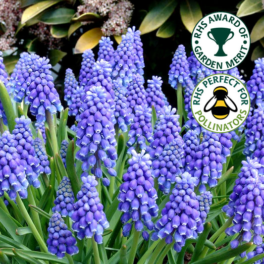 Muscari armeniacum