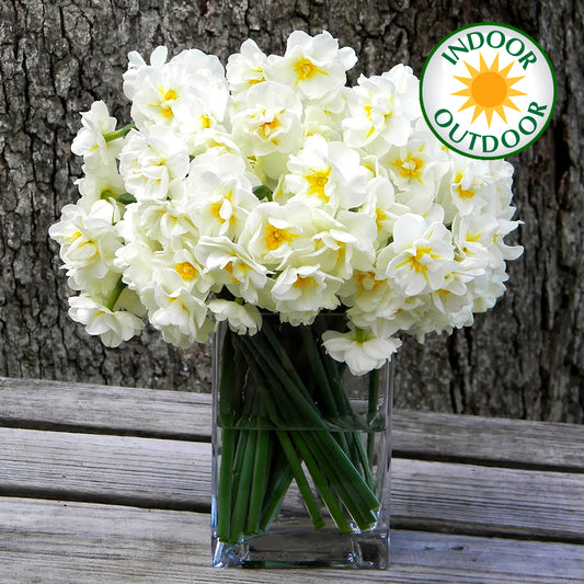 Narcissus 'Bridal Crown'