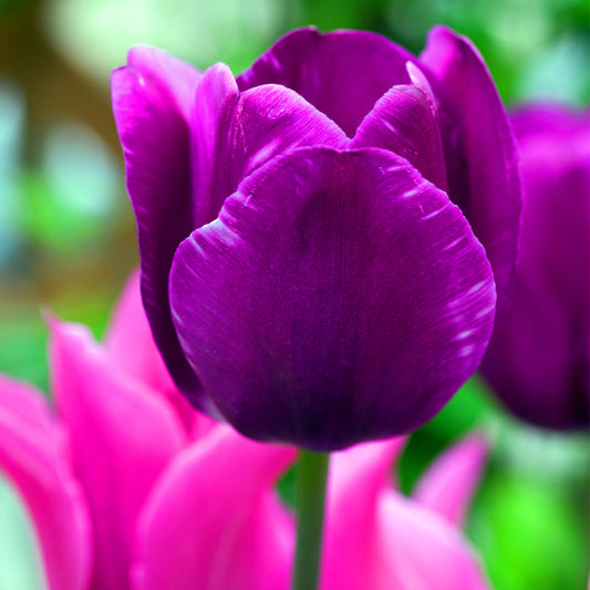 Tulip 'Negrita'