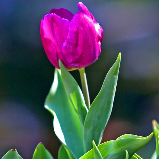 Tulip 'Passionale'