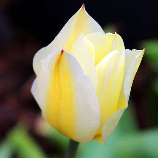 Tulip 'Purissima'