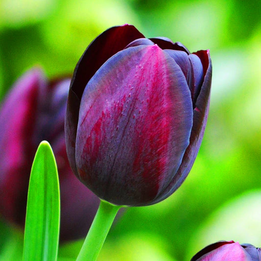 Tulip 'Queen of Night'