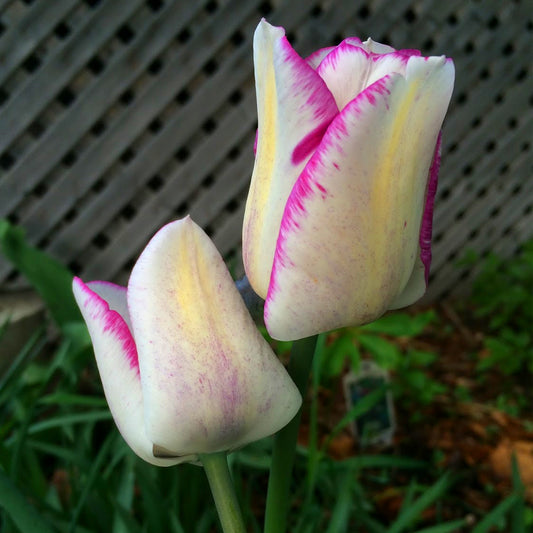 Tulip 'Shirley'